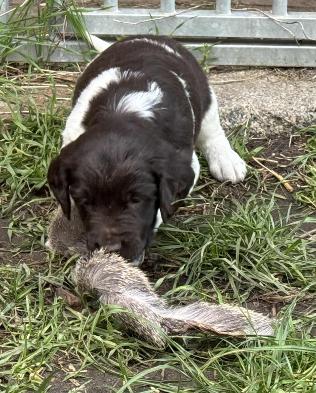 Erik